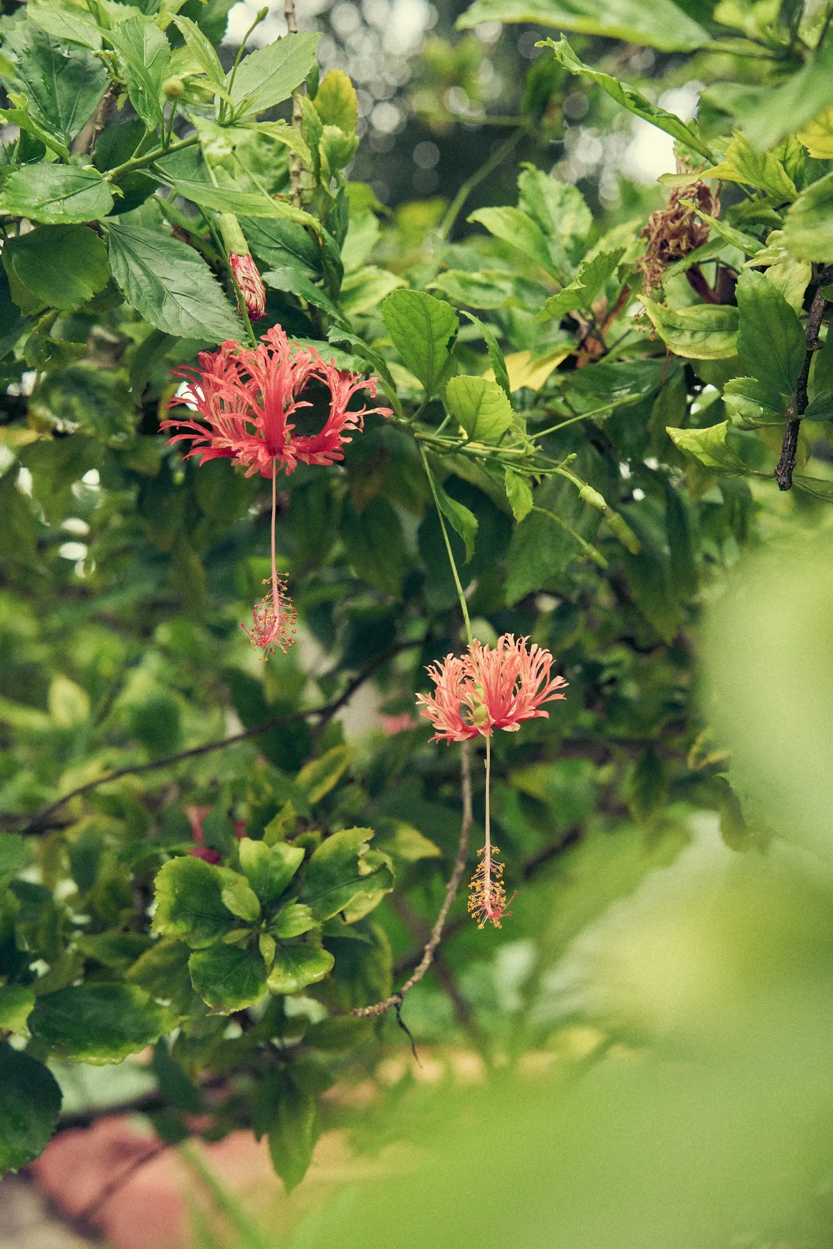 Red hibiscus flowers in the garden where Vexira is photographed